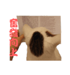 Limu The Cat（個別スタンプ：19）