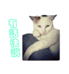 Limu The Cat（個別スタンプ：21）
