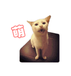 Limu The Cat（個別スタンプ：23）