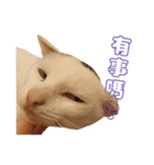 Limu The Cat（個別スタンプ：24）