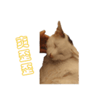 Limu The Cat（個別スタンプ：26）