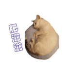 Limu The Cat（個別スタンプ：27）