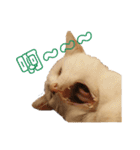 Limu The Cat（個別スタンプ：28）