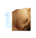 Limu The Cat（個別スタンプ：29）