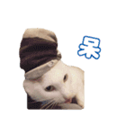 Limu The Cat（個別スタンプ：31）