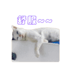Limu The Cat（個別スタンプ：32）