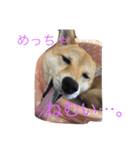 柴犬姫子さん（個別スタンプ：1）