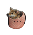 柴犬姫子さん（個別スタンプ：2）