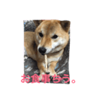 柴犬姫子さん（個別スタンプ：3）