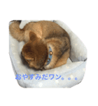 柴犬姫子さん（個別スタンプ：4）