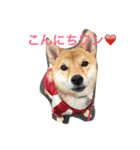 柴犬姫子さん（個別スタンプ：5）