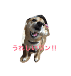 柴犬姫子さん（個別スタンプ：6）