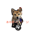 柴犬姫子さん（個別スタンプ：7）