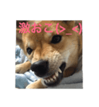 柴犬姫子さん（個別スタンプ：8）