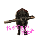 犬のようなもの（個別スタンプ：1）