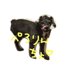犬のようなもの（個別スタンプ：2）
