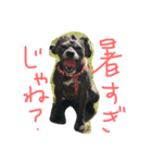 犬のようなもの（個別スタンプ：5）