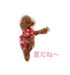 トイプー姉さん（個別スタンプ：1）
