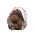 トイプー姉さん（個別スタンプ：3）