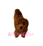 トイプー姉さん（個別スタンプ：4）