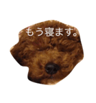 トイプー姉さん（個別スタンプ：5）