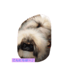 我が家のペキニーズ✨（個別スタンプ：2）