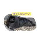 我が家のペキニーズ✨（個別スタンプ：15）