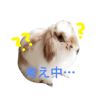 うさぎのふくさん。3（個別スタンプ：3）