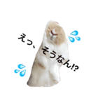 うさぎのふくさん。3（個別スタンプ：5）
