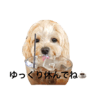 むぎちゃんスタンプ3（個別スタンプ：16）