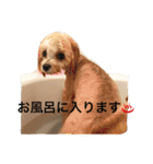 むぎちゃんスタンプ3（個別スタンプ：18）