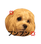 むぎちゃんスタンプ3（個別スタンプ：34）