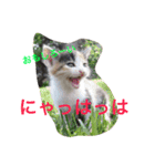 よく使う！ネコだらけスタンプニャー（個別スタンプ：1）