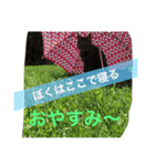 よく使う！ネコだらけスタンプニャー（個別スタンプ：3）