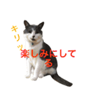 よく使う！ネコだらけスタンプニャー（個別スタンプ：5）