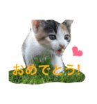 よく使う！ネコだらけスタンプニャー（個別スタンプ：6）