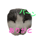 よく使う！ネコだらけスタンプニャー（個別スタンプ：7）