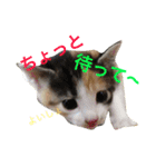 よく使う！ネコだらけスタンプニャー（個別スタンプ：8）