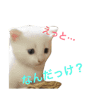よく使う！ネコだらけスタンプニャー（個別スタンプ：10）