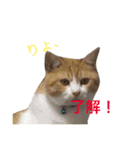 よく使う！ネコだらけスタンプニャー（個別スタンプ：12）