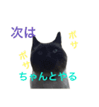 よく使う！ネコだらけスタンプニャー（個別スタンプ：14）