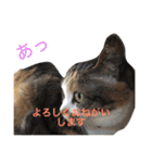 よく使う！ネコだらけスタンプニャー（個別スタンプ：16）
