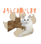 白猫ミミィと後輩猫（個別スタンプ：1）