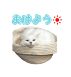 白猫ミミィと後輩猫（個別スタンプ：5）