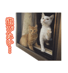 白猫ミミィと後輩猫（個別スタンプ：8）