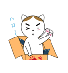 粗眉貓吉（個別スタンプ：2）