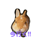 うさぎのとら丸（個別スタンプ：1）