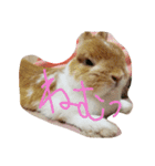 うさぎのとら丸（個別スタンプ：2）