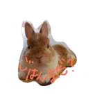 うさぎのとら丸（個別スタンプ：3）