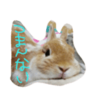 うさぎのとら丸（個別スタンプ：4）